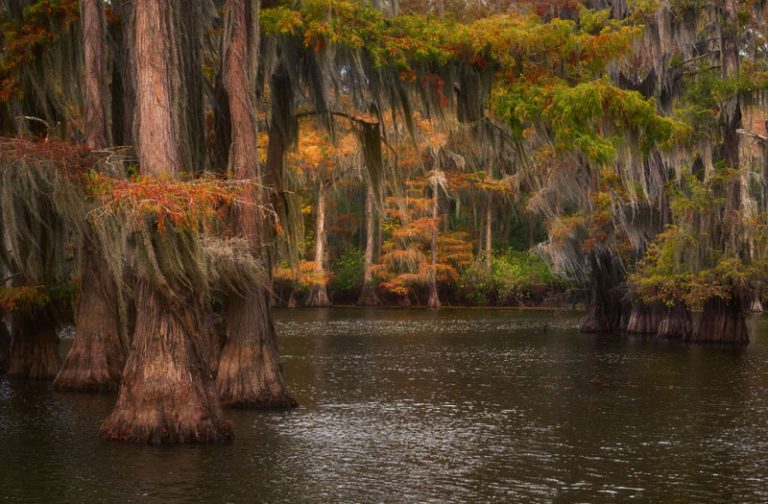 Home - Piney Woods Online